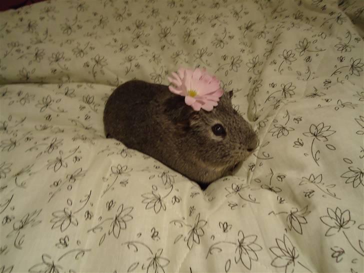 Marsvin Grå billede 4