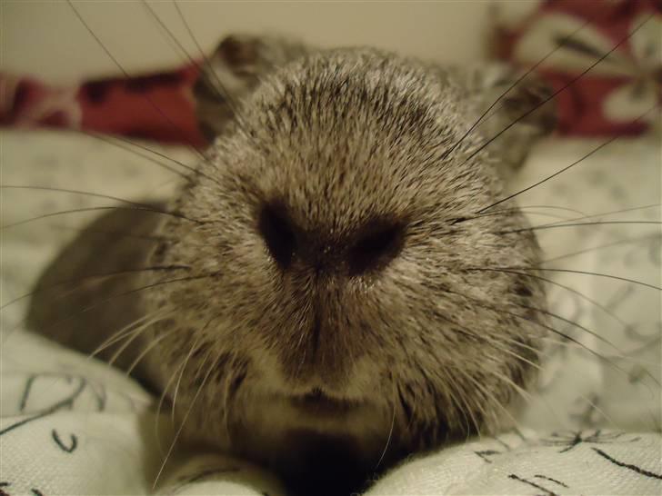 Marsvin Grå billede 5