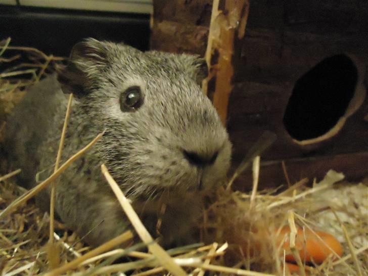 Marsvin Grå billede 6