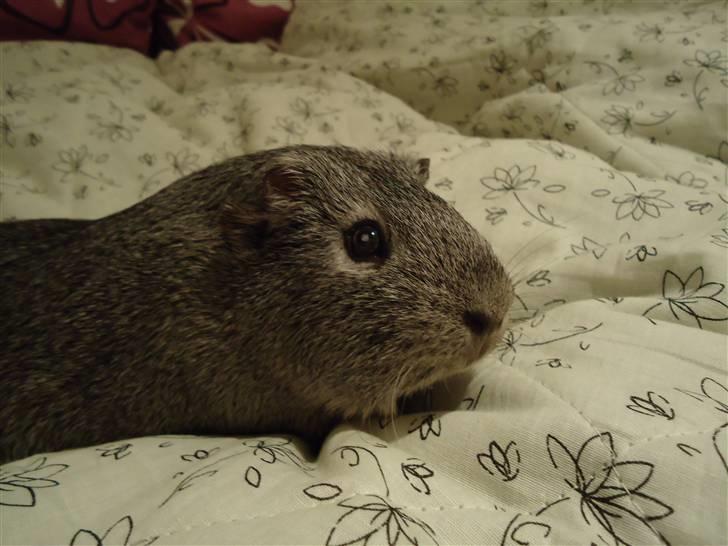 Marsvin Grå billede 7