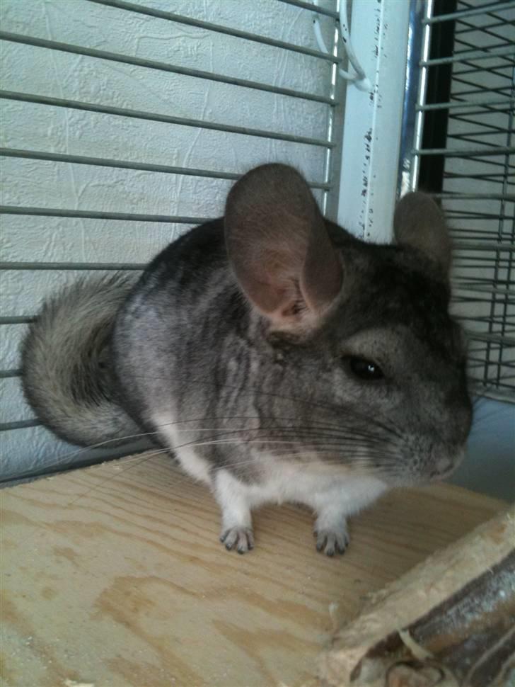 Chinchilla Magnus billede 1