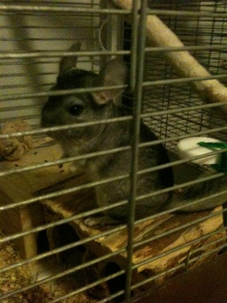 Chinchilla Magnus billede 3