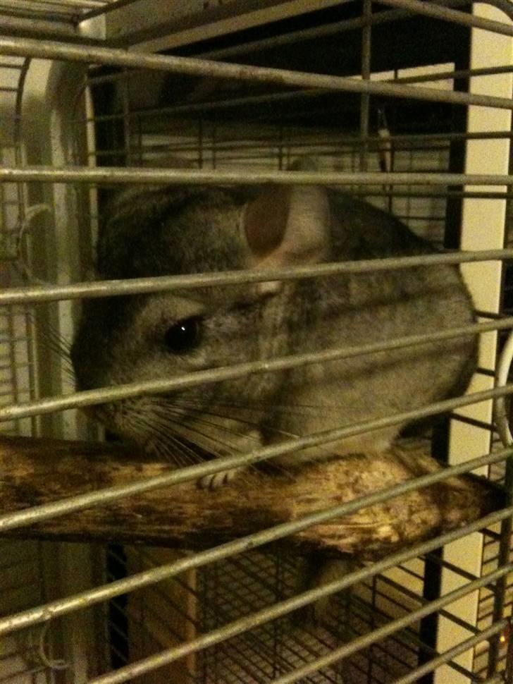 Chinchilla Magnus billede 4