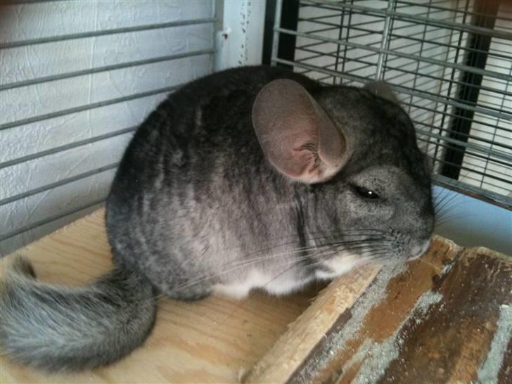 Chinchilla Magnus billede 5