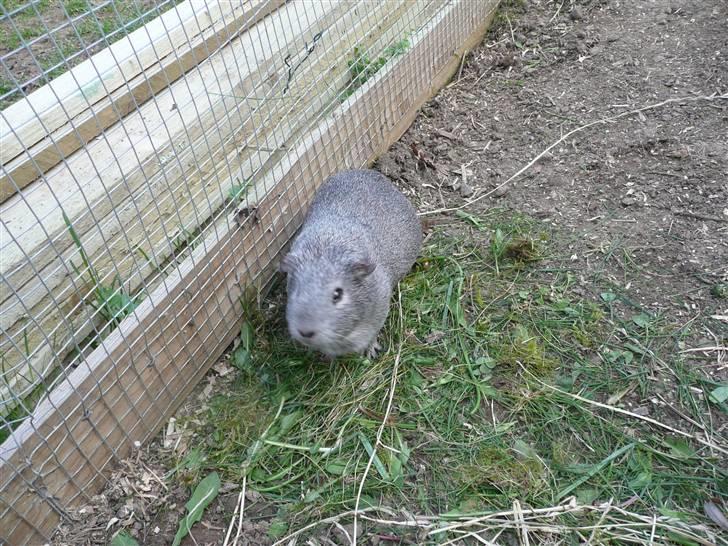 Marsvin Grå billede 8