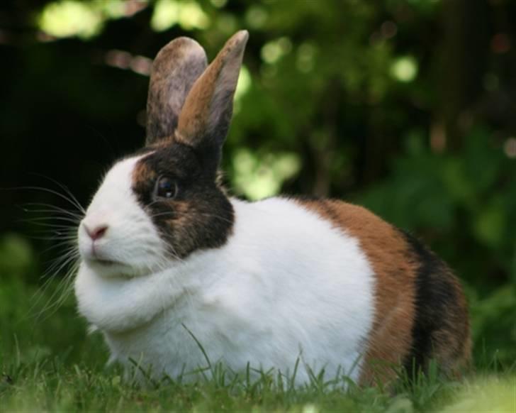 Kanin Mimrelunds Margerit billede 1