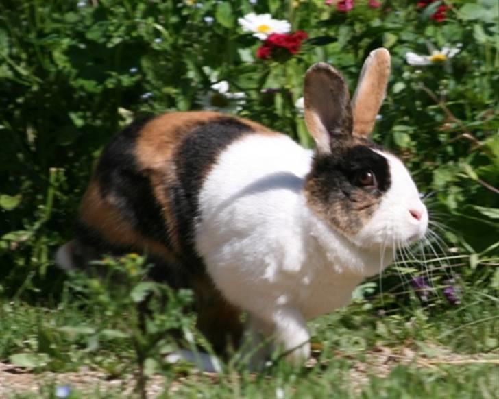 Kanin Mimrelunds Margerit billede 2