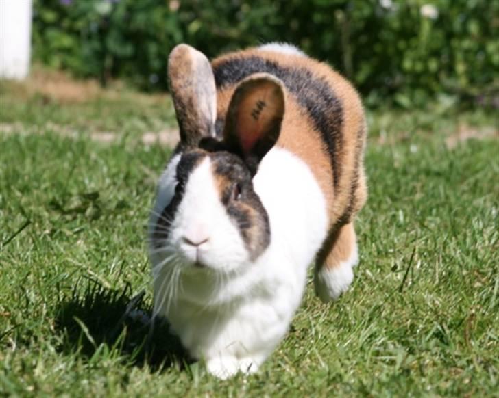 Kanin Mimrelunds Margerit billede 3