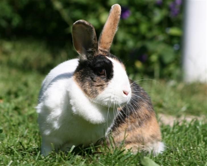Kanin Mimrelunds Margerit billede 4