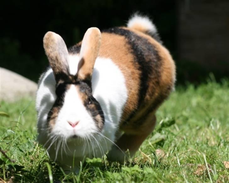 Kanin Mimrelunds Margerit billede 5