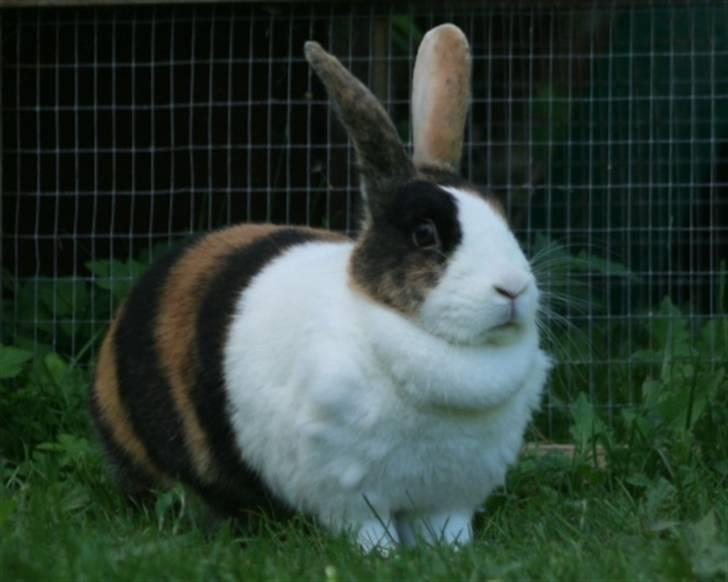 Kanin Mimrelunds Margerit billede 6