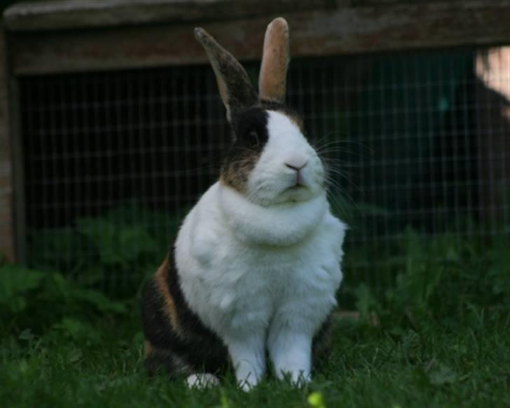 Kanin Mimrelunds Margerit billede 7