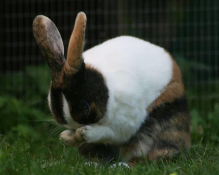 Kanin Mimrelunds Margerit billede 8