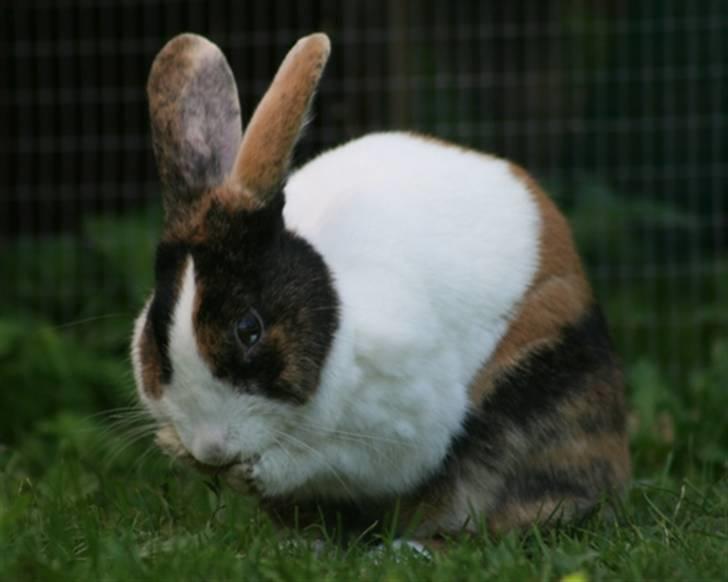 Kanin Mimrelunds Margerit billede 9