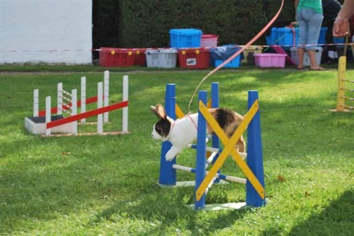 Kanin Mimrelunds Margerit billede 10