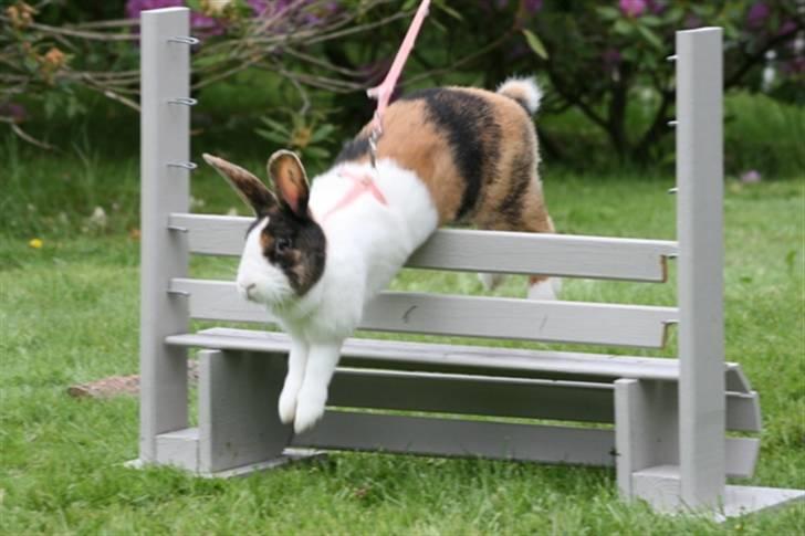 Kanin Mimrelunds Margerit - Fotograf: Signe Skelbæk billede 11