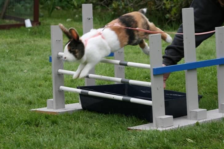 Kanin Mimrelunds Margerit - Fotograf: Signe Skelbæk billede 12