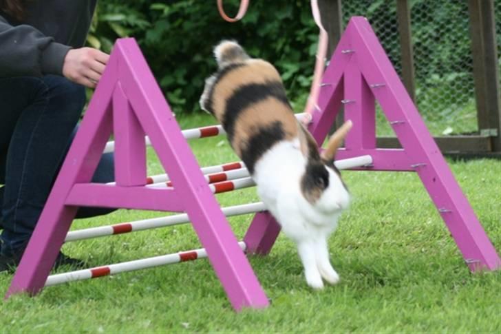 Kanin Mimrelunds Margerit - Fotograf: Signe Skelbæk billede 13