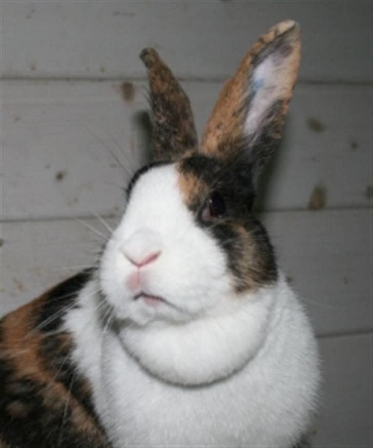 Kanin Mimrelunds Margerit billede 14