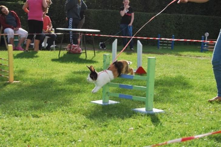 Kanin Mimrelunds Margerit billede 15