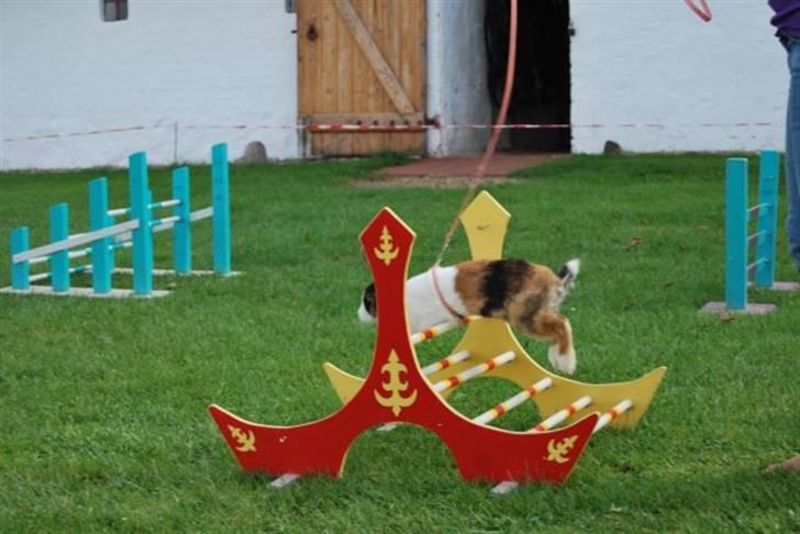 Kanin Mimrelunds Margerit billede 16