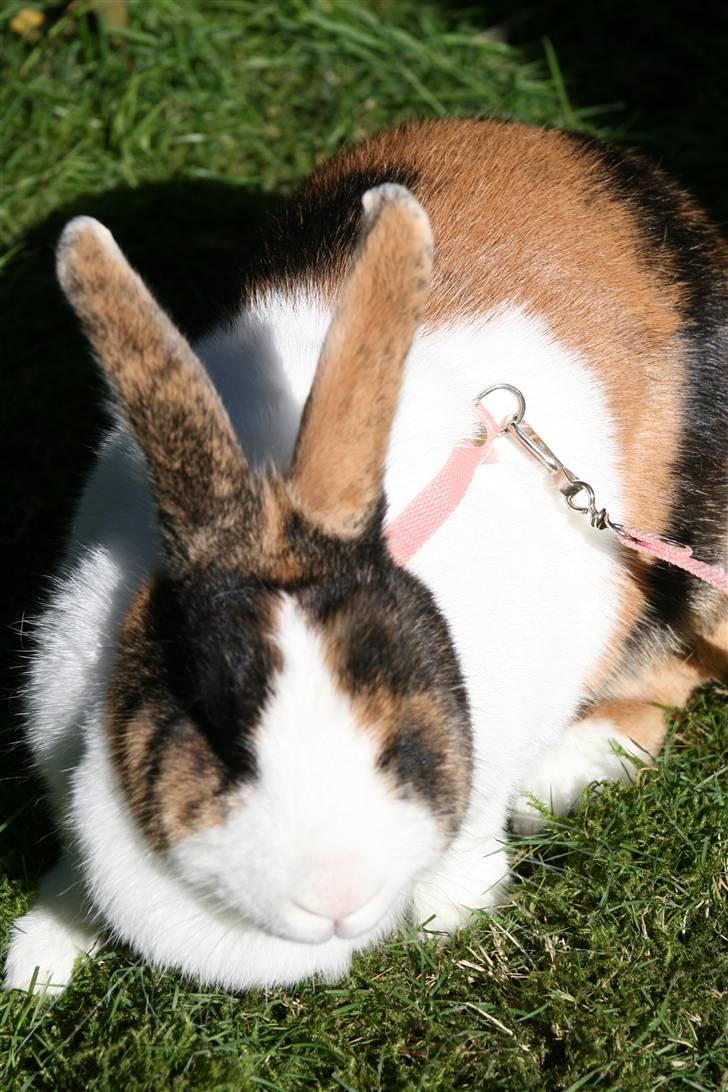 Kanin Mimrelunds Margerit billede 17