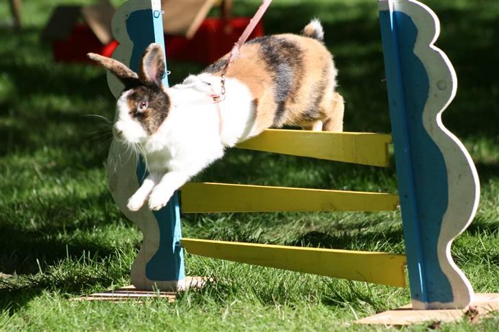 Kanin Mimrelunds Margerit billede 18