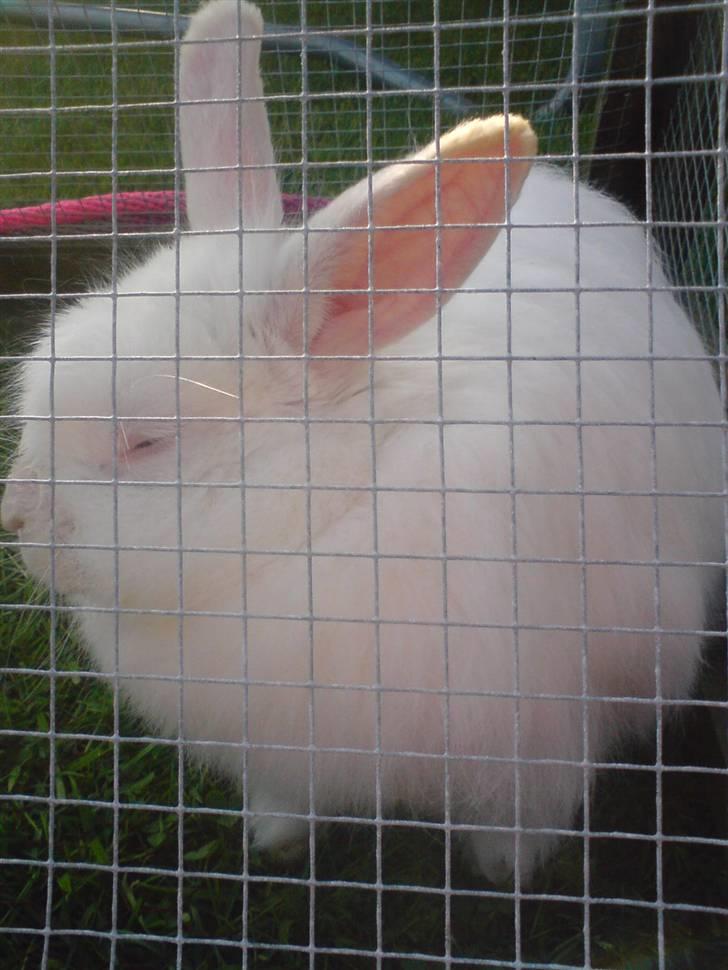 Kanin Snehvide billede 1