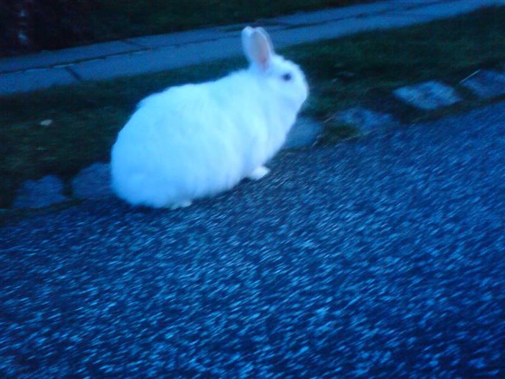 Kanin Snehvide billede 2
