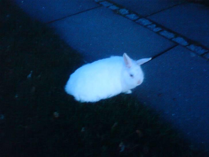 Kanin Snehvide billede 3