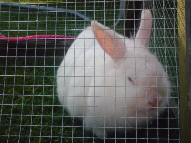 Kanin Snehvide billede 4