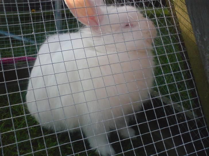 Kanin Snehvide billede 5