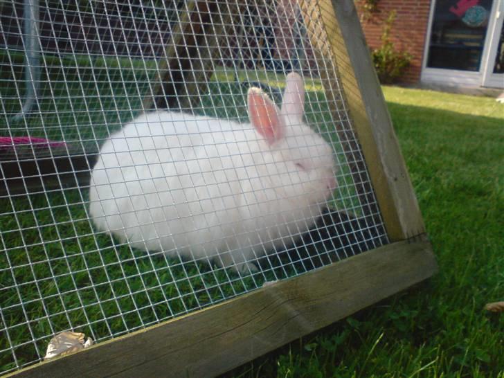 Kanin Snehvide billede 6