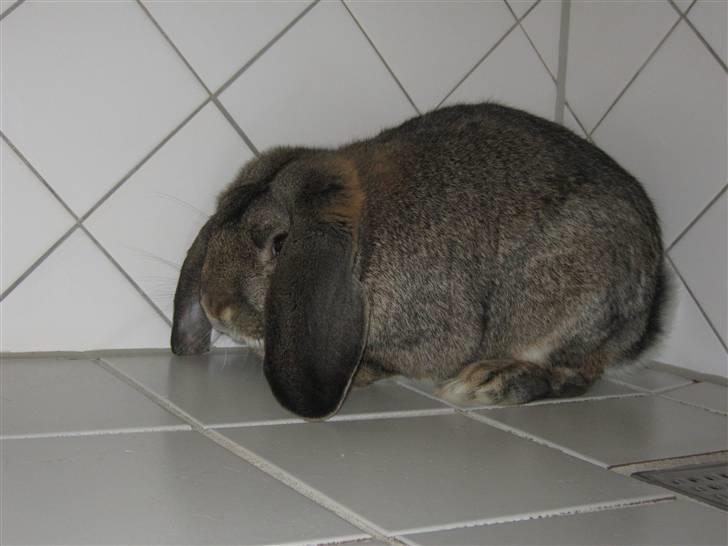 Kanin Saab billede 1