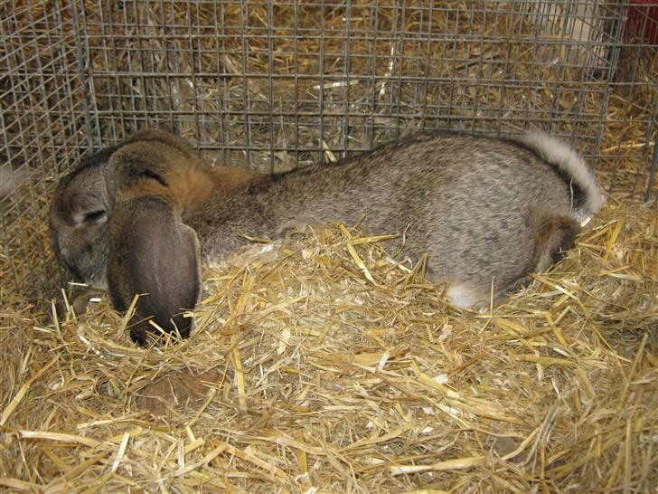 Kanin Saab billede 2