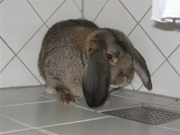 Kanin Saab billede 3