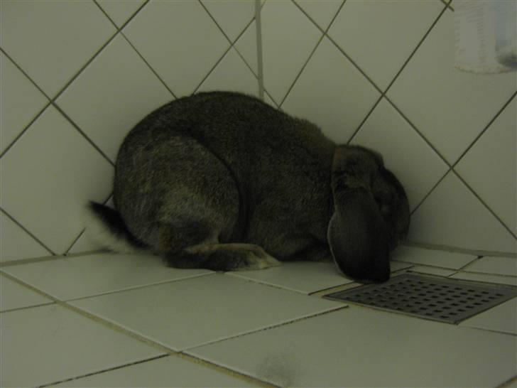 Kanin Saab billede 4