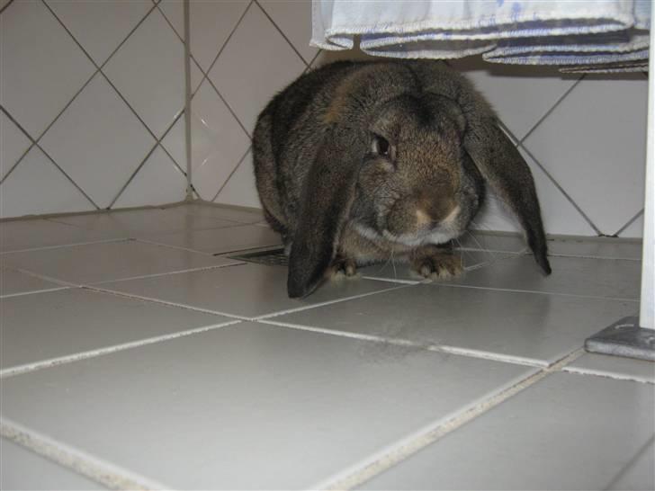 Kanin Saab billede 5