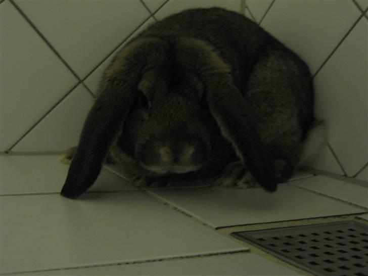 Kanin Saab billede 6