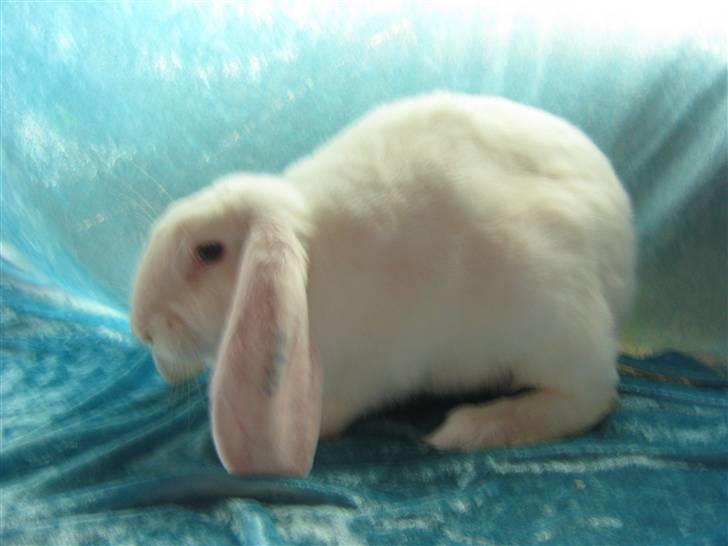 Kanin SnowQeen billede 1
