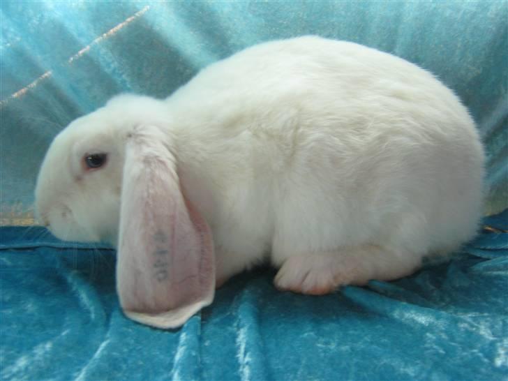 Kanin SnowQeen billede 2