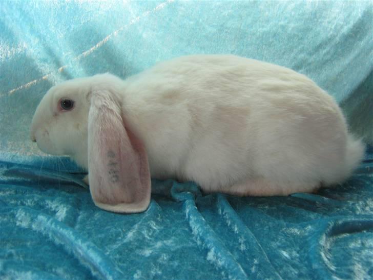 Kanin SnowQeen billede 3
