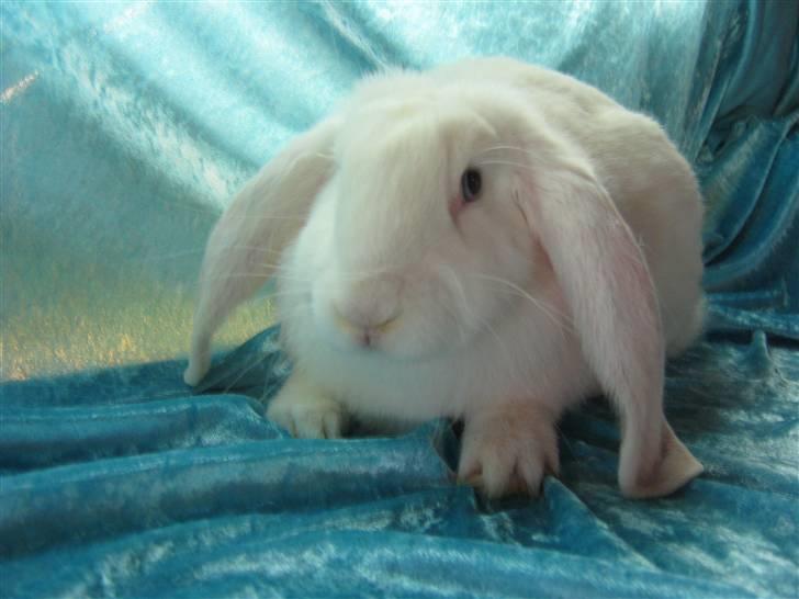 Kanin SnowQeen billede 4
