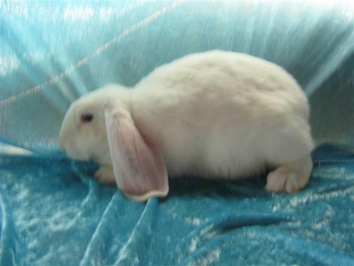 Kanin SnowQeen billede 5