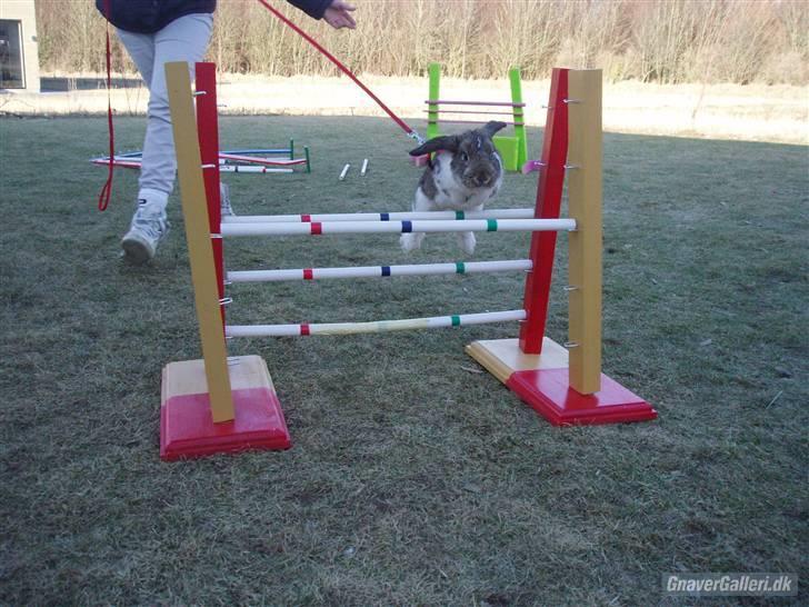 Kanin Roses Skipper billede 20