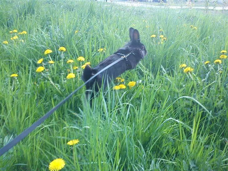 Kanin Roses Flicka billede 1