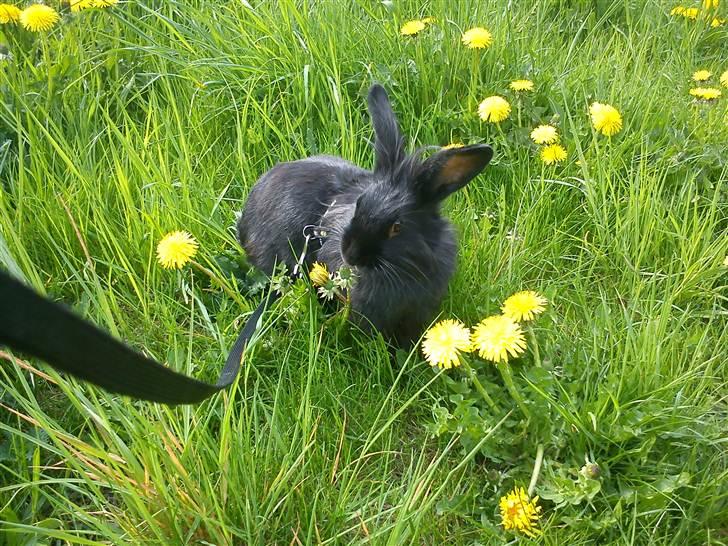 Kanin Roses Flicka billede 3