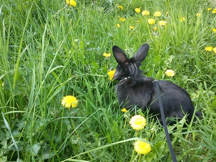 Kanin Roses Flicka billede 4