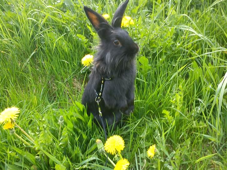 Kanin Roses Flicka billede 5