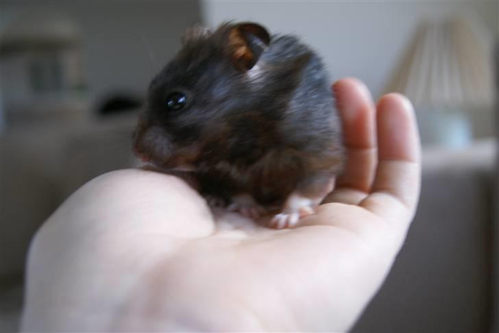 Hamster Feline billede 12